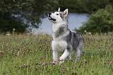 ALASKAN MALAMUTE 711